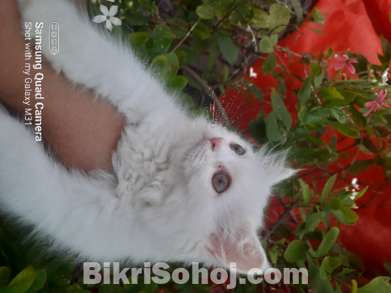 Persian Cat